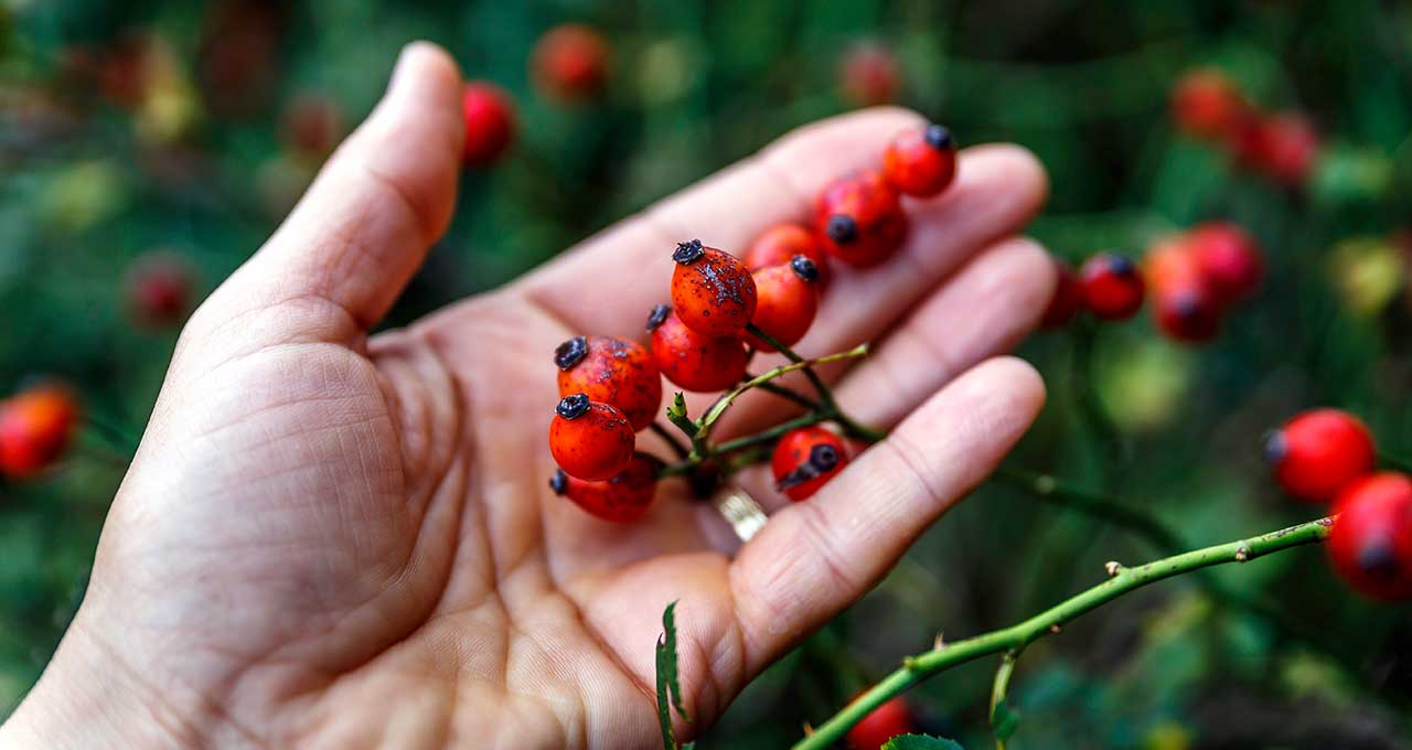 Hand mit Hagebutten als Zutat für den alwa Früchtetee