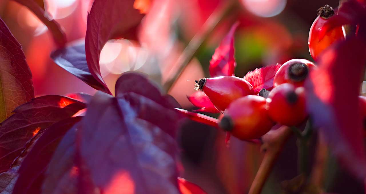 Nahaufnahme von Hagebutten