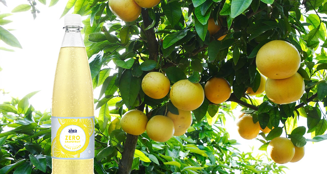 Grapefruits am Baum und Grapefruitlimonade ohne Zucker