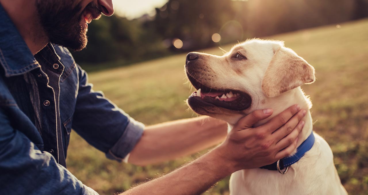 Mann streichelt Golden Retriever