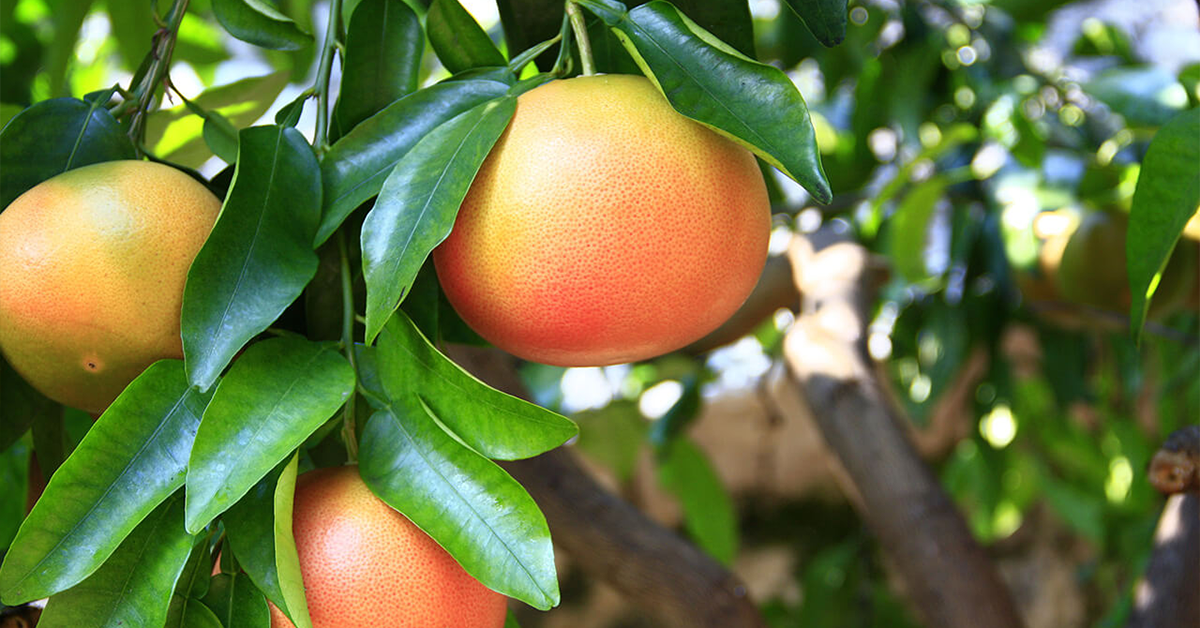 Grapefruit am Baum