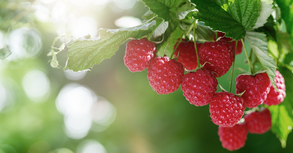 Himbeeren am Strauch