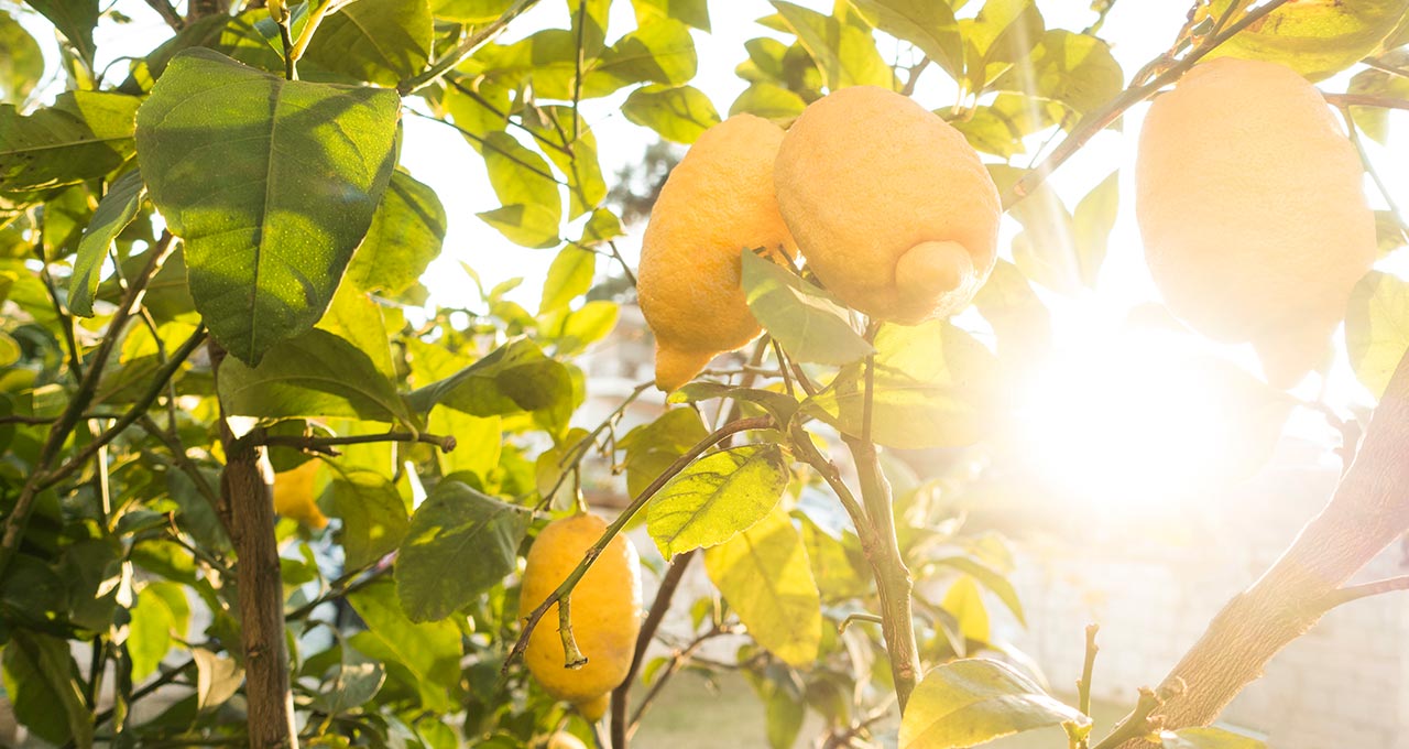 Zitronen am Baum