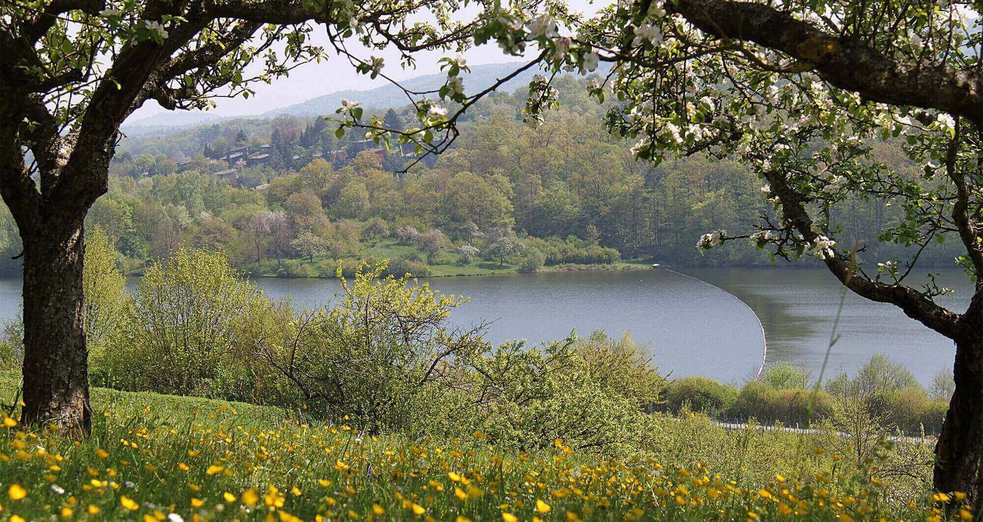 Blühende Bäume am See